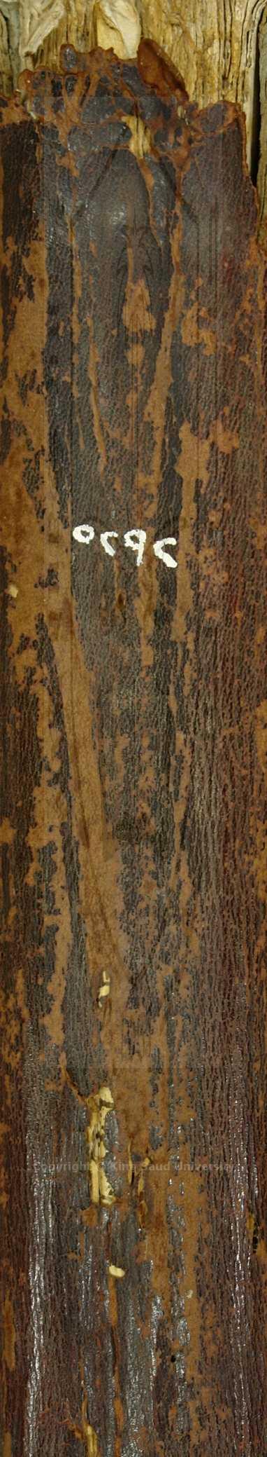 ارشاد الساري لشرح صحيح البخاري 